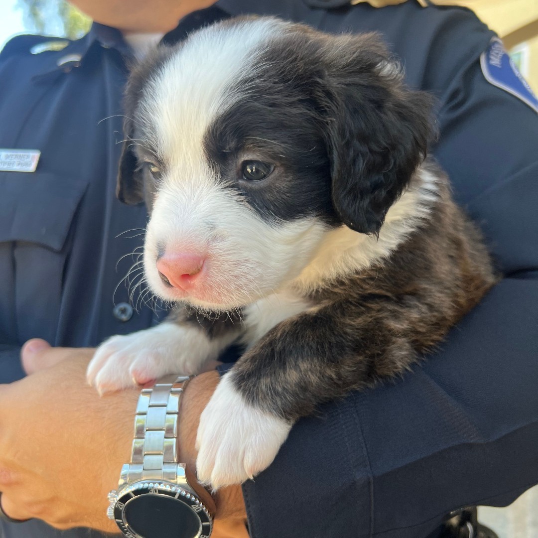 man holding a tiny puppy