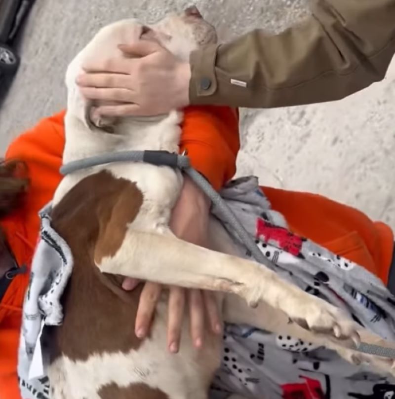 man petting a stray dog