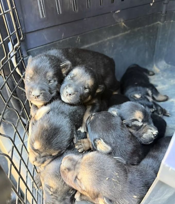 many newborn puppies