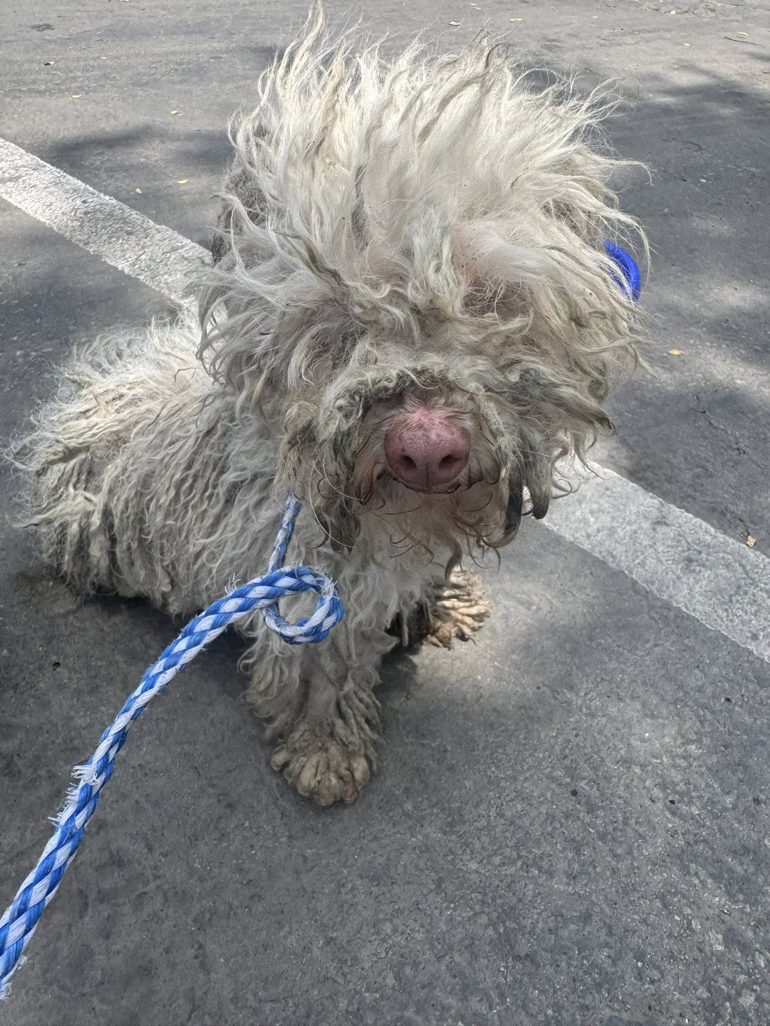 matted dog