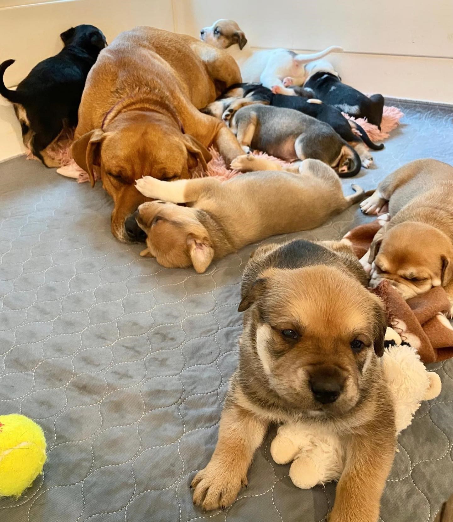 mother dog and cute puppies