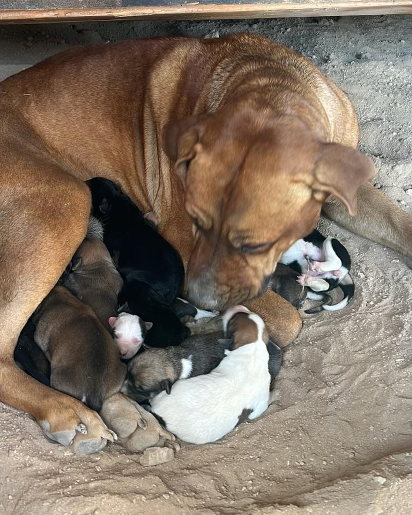mother dog and puppies