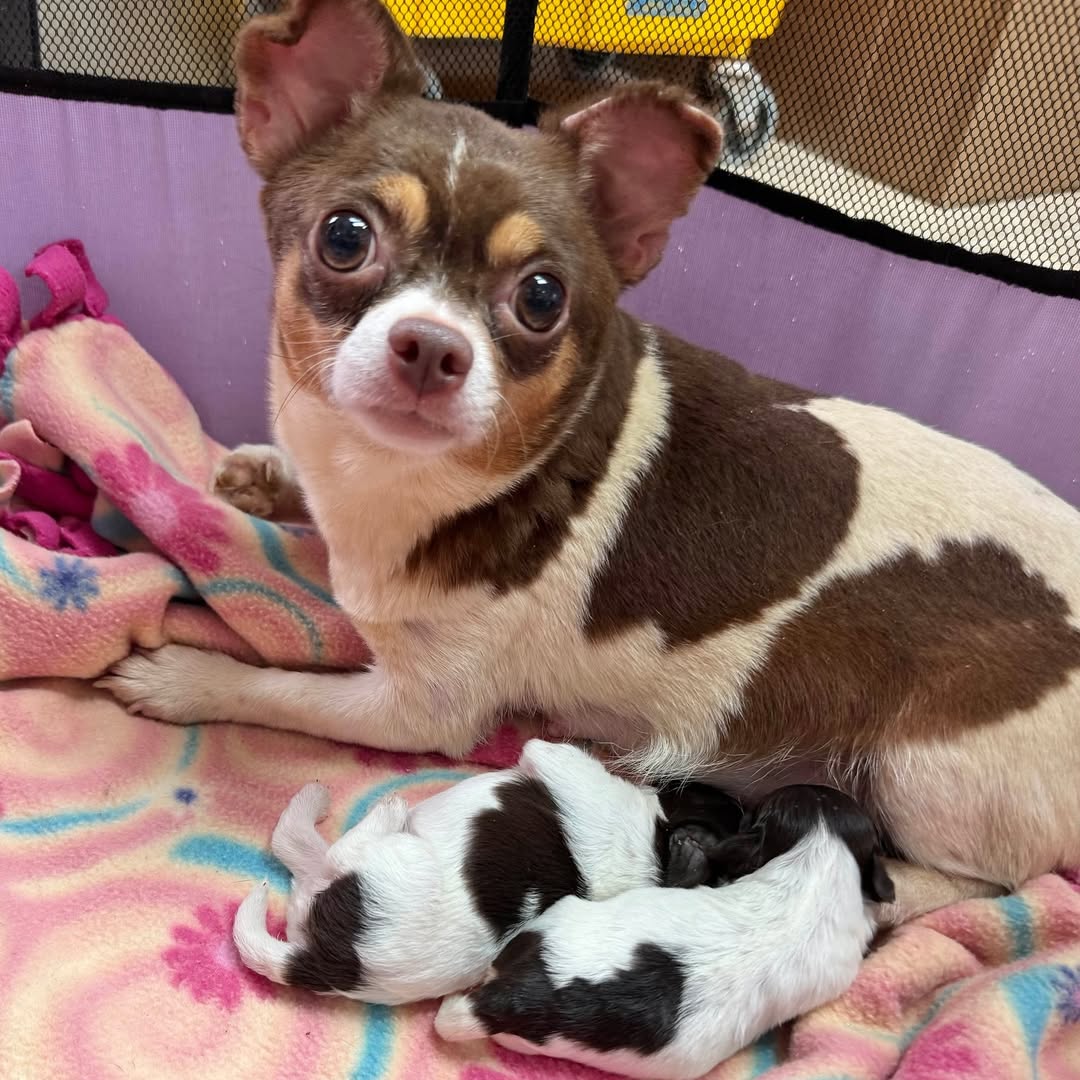 mother dog feeding a puppies