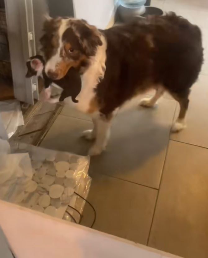 mother dog holding a puppy in mouth