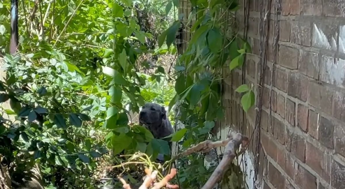 mother dog in bushes
