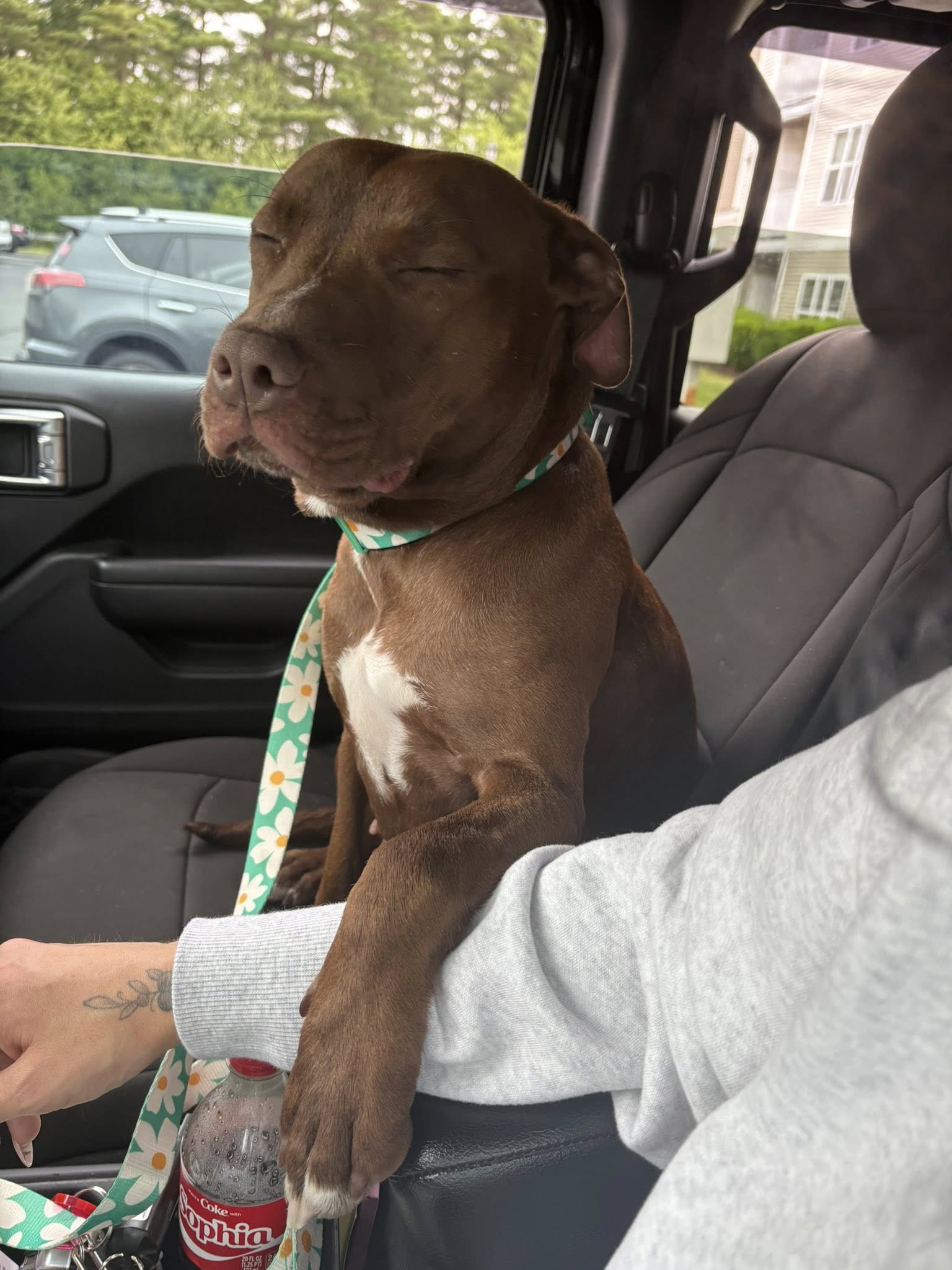 mother dog in car