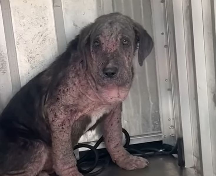 neglected dog