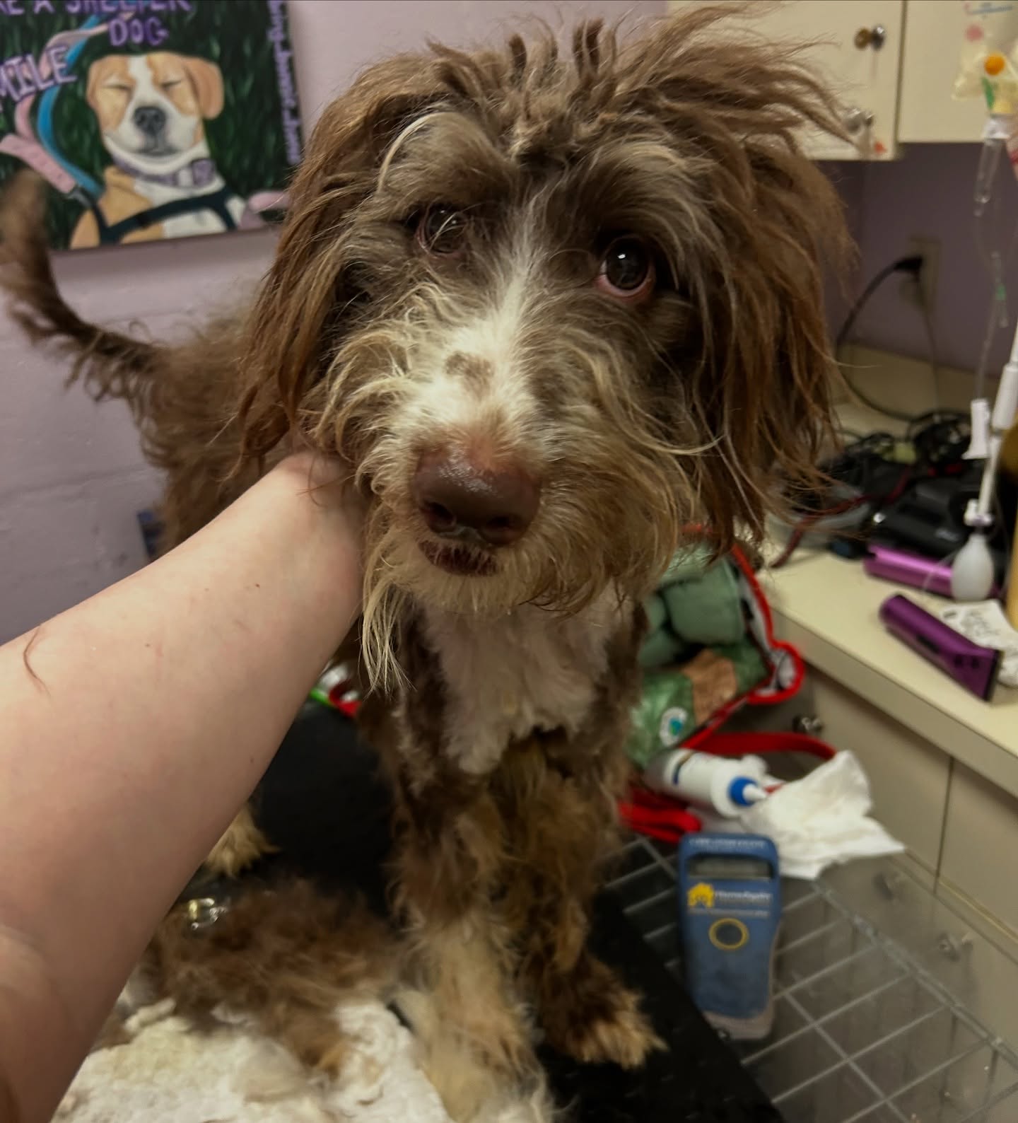 neglected stray dog
