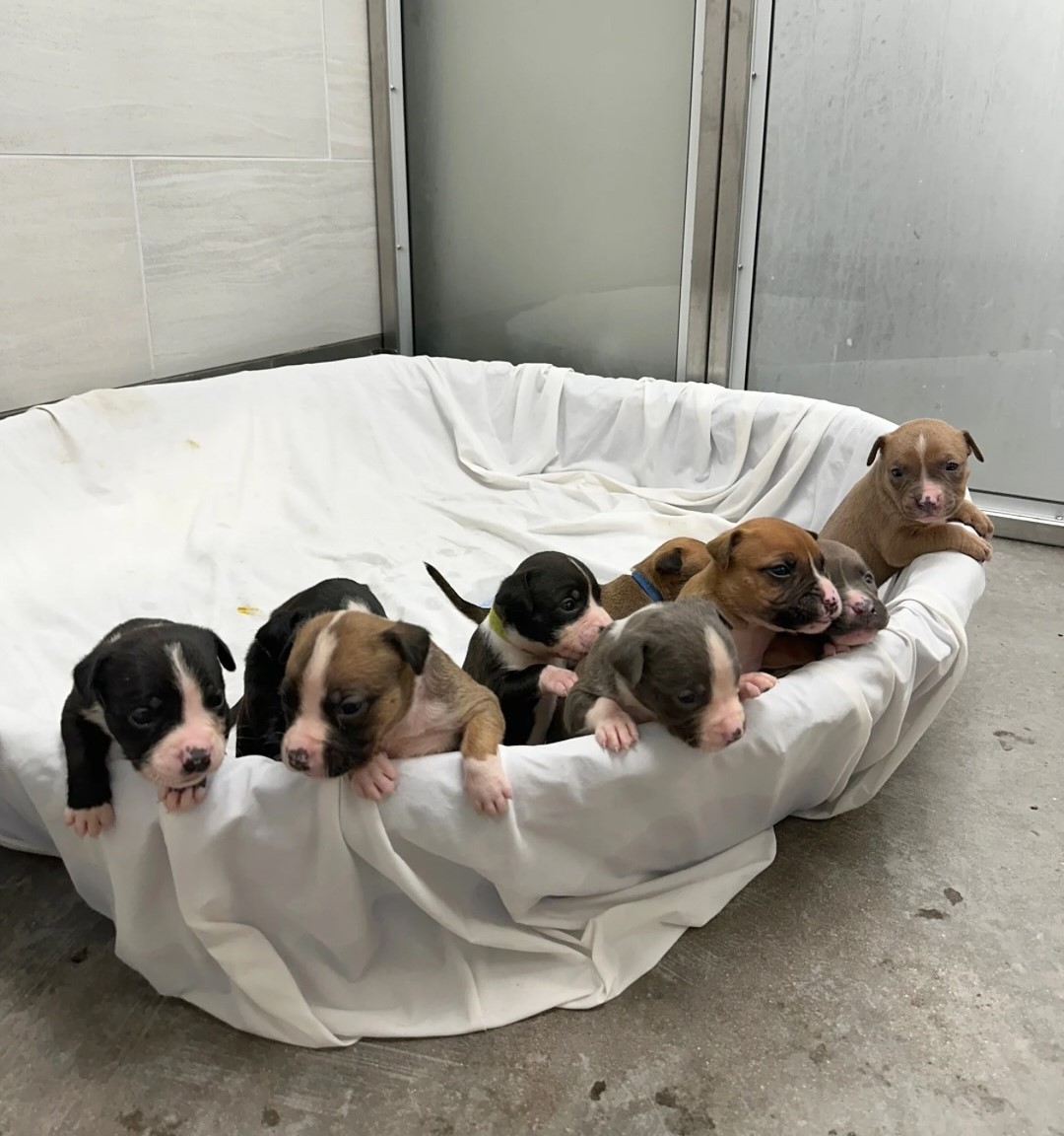 nine puppies