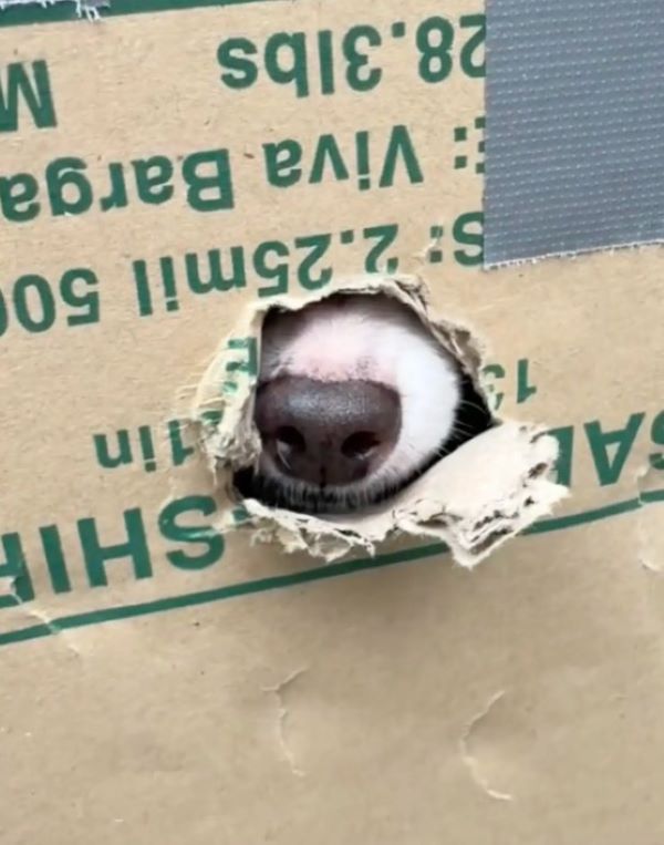 nose poking from a box
