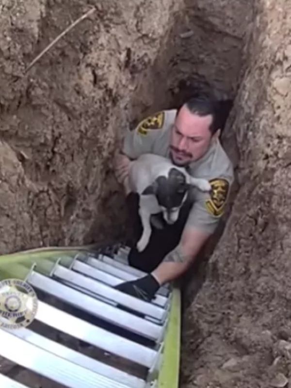 officer saving a dog