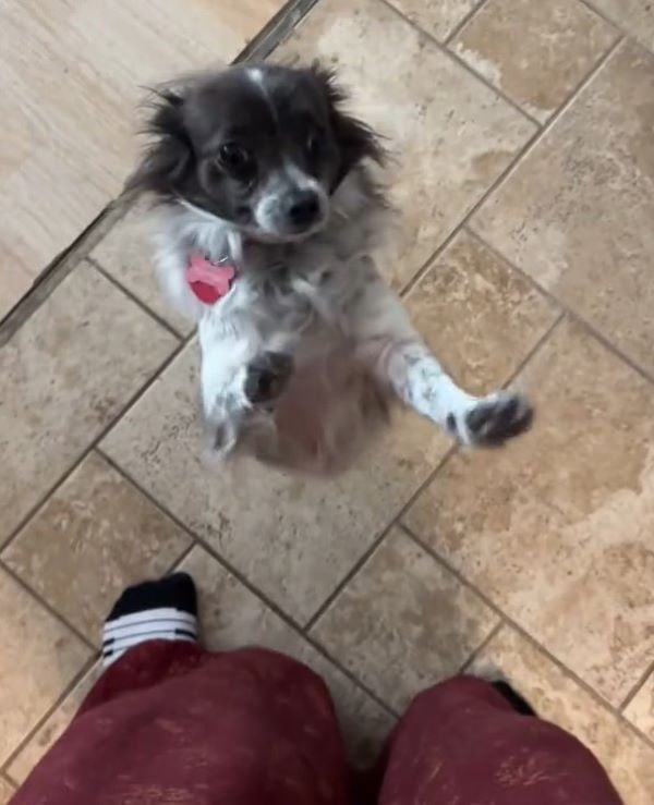 owner and dog on two legs