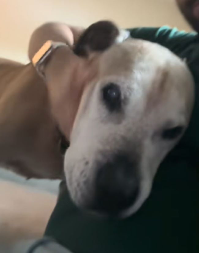 owner and dog