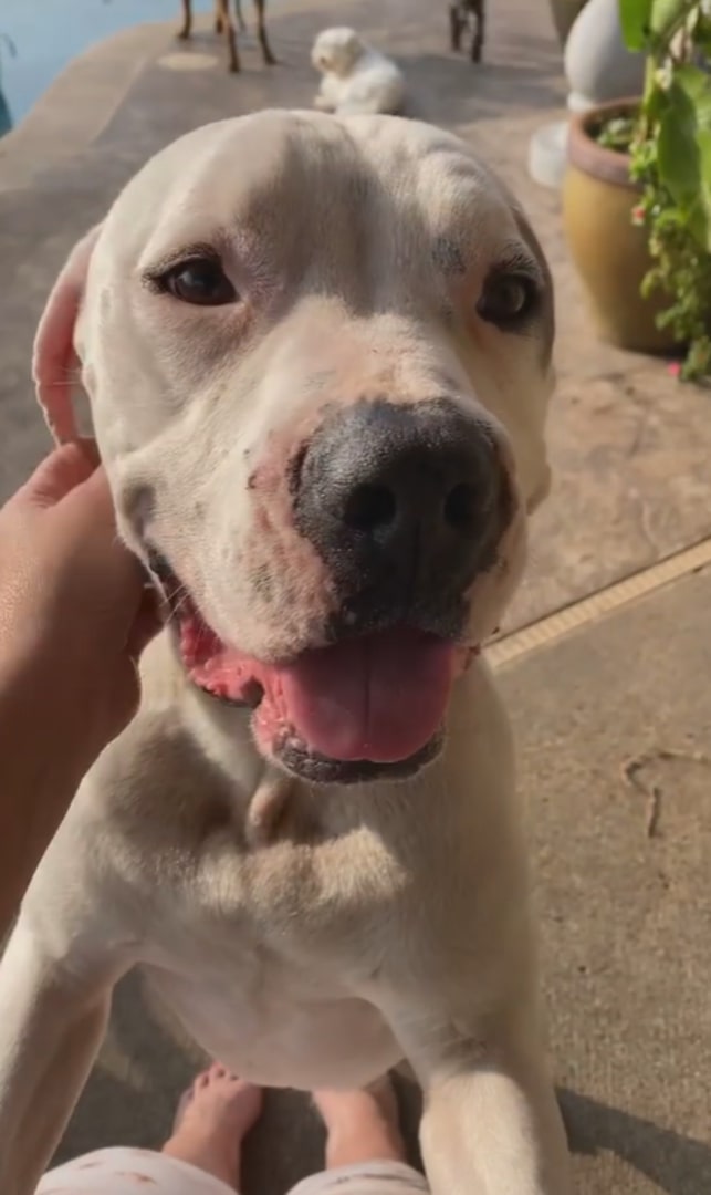 owner and white dog