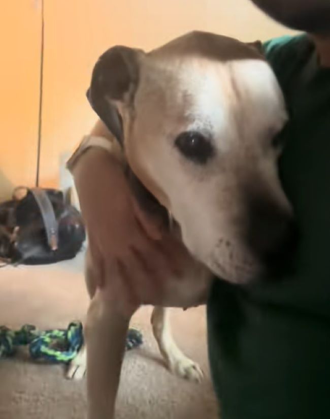 owner hugging a dog