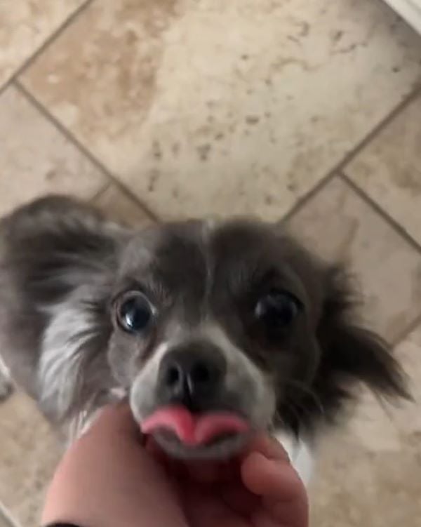 owner petting a dog