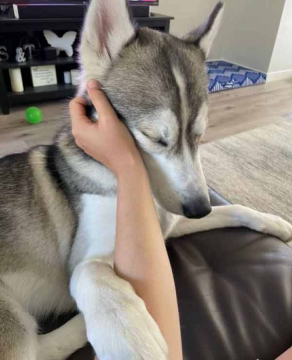 owner petting a husky