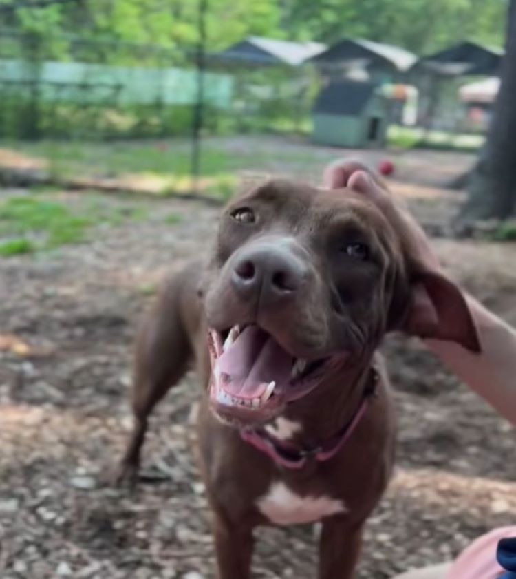 owner petting a mother dog