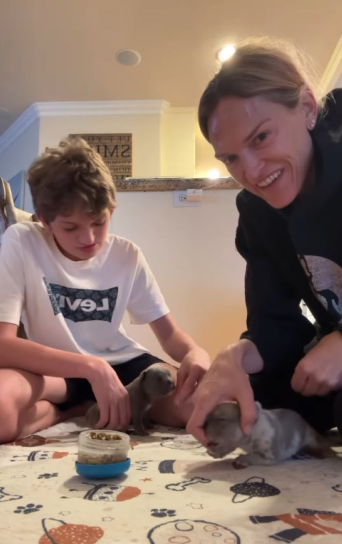owner playing with gray puppies