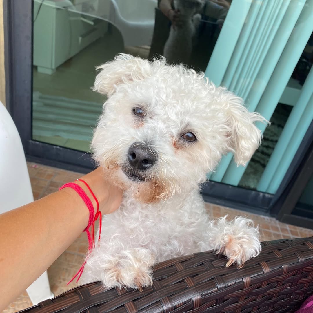 owner playing with white dog