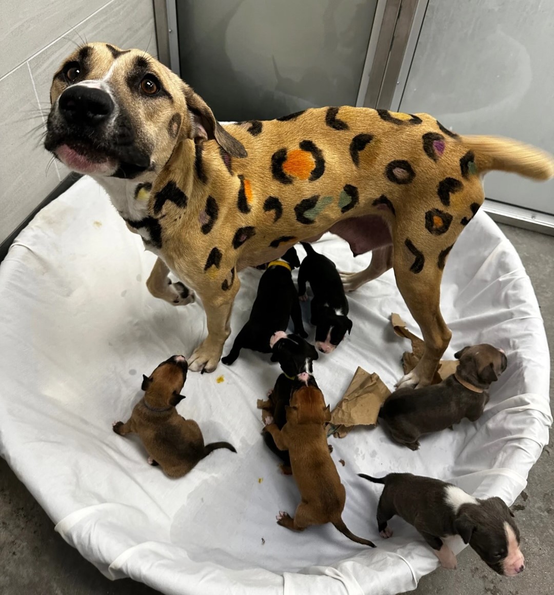 painted mother dog and puppies