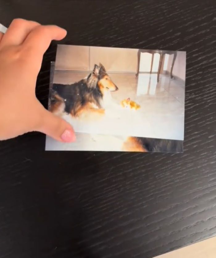 photo of dog