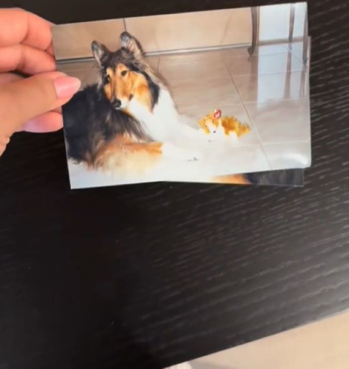 picture of dog