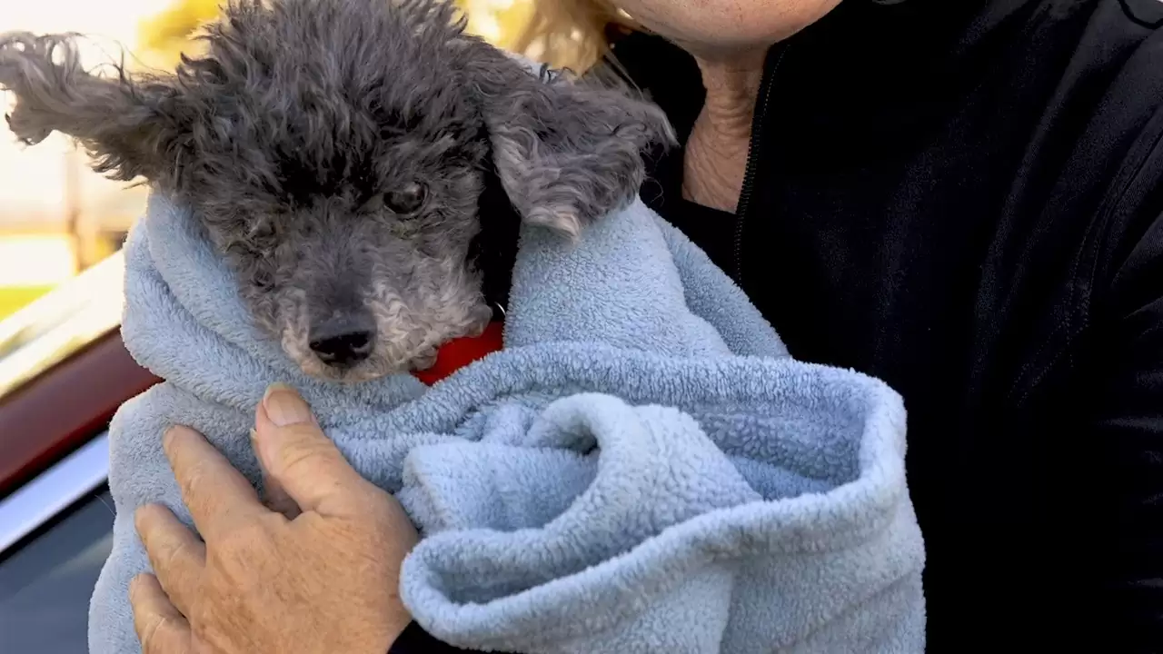 poodle in a blanket