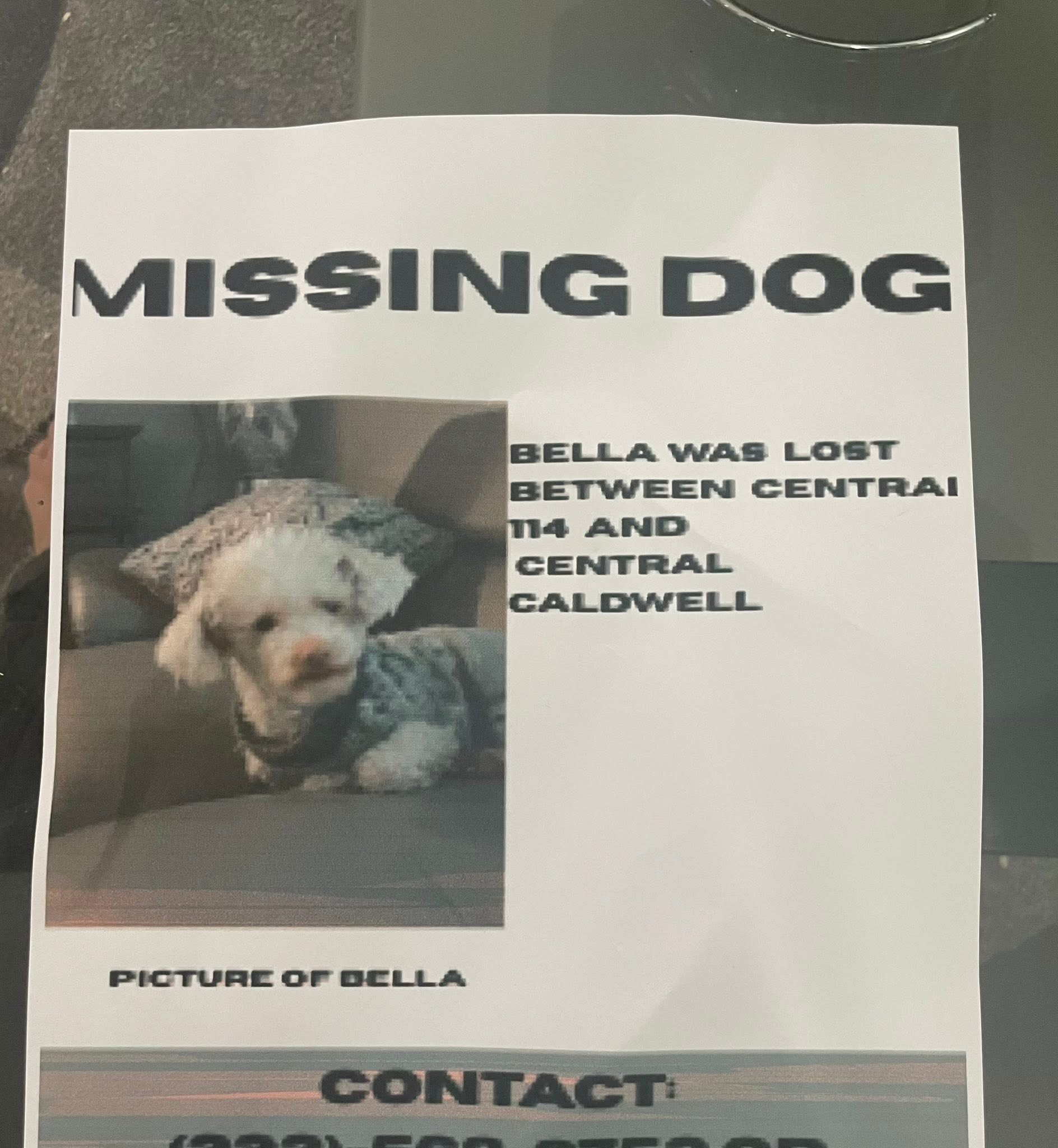 poster of missing dog