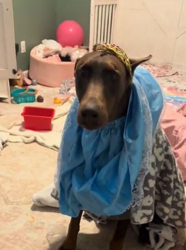 princess dog