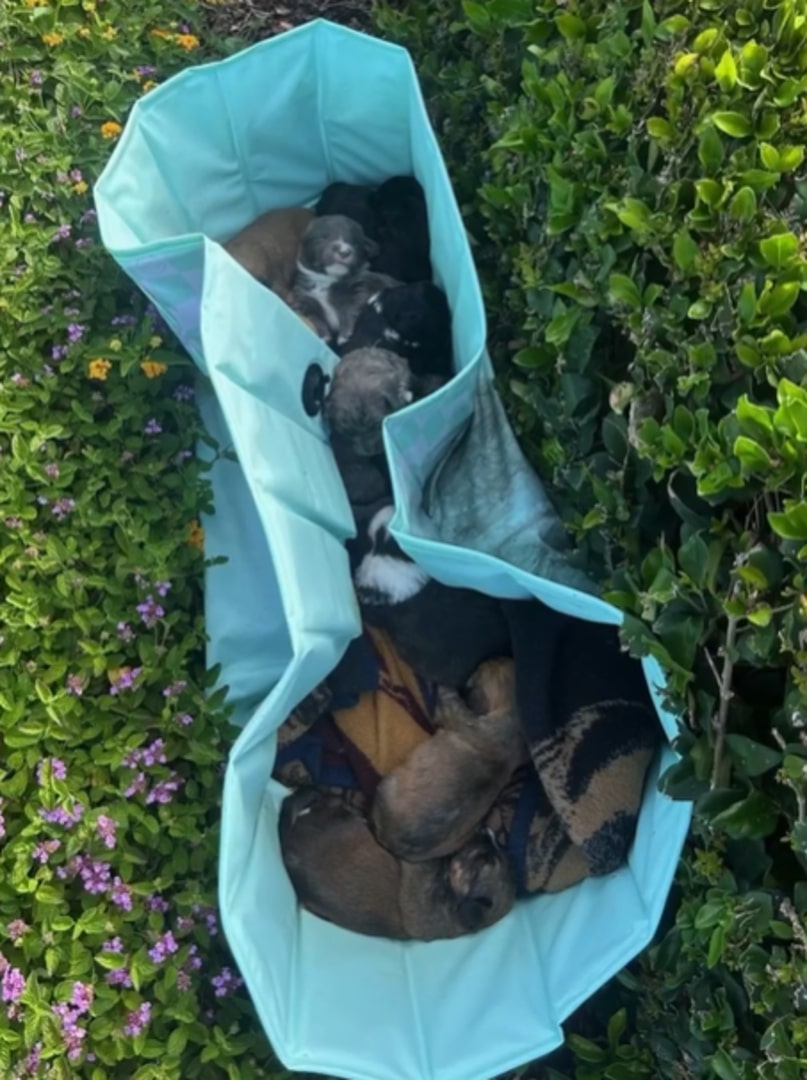 puppies in bag