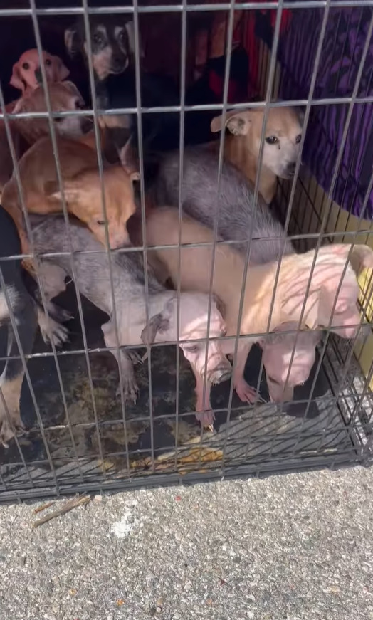 puppies in crate