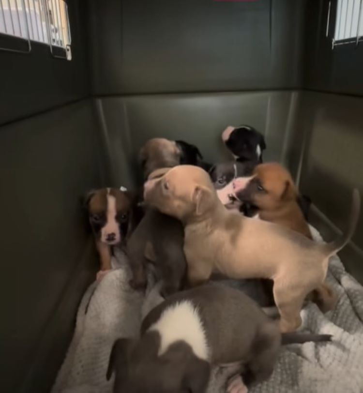 puppies in crate