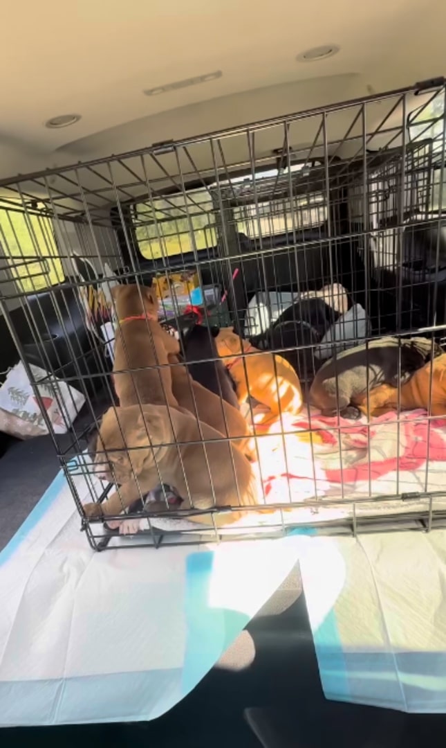 puppies in crates