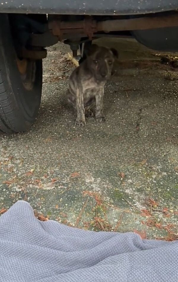 puppy under car