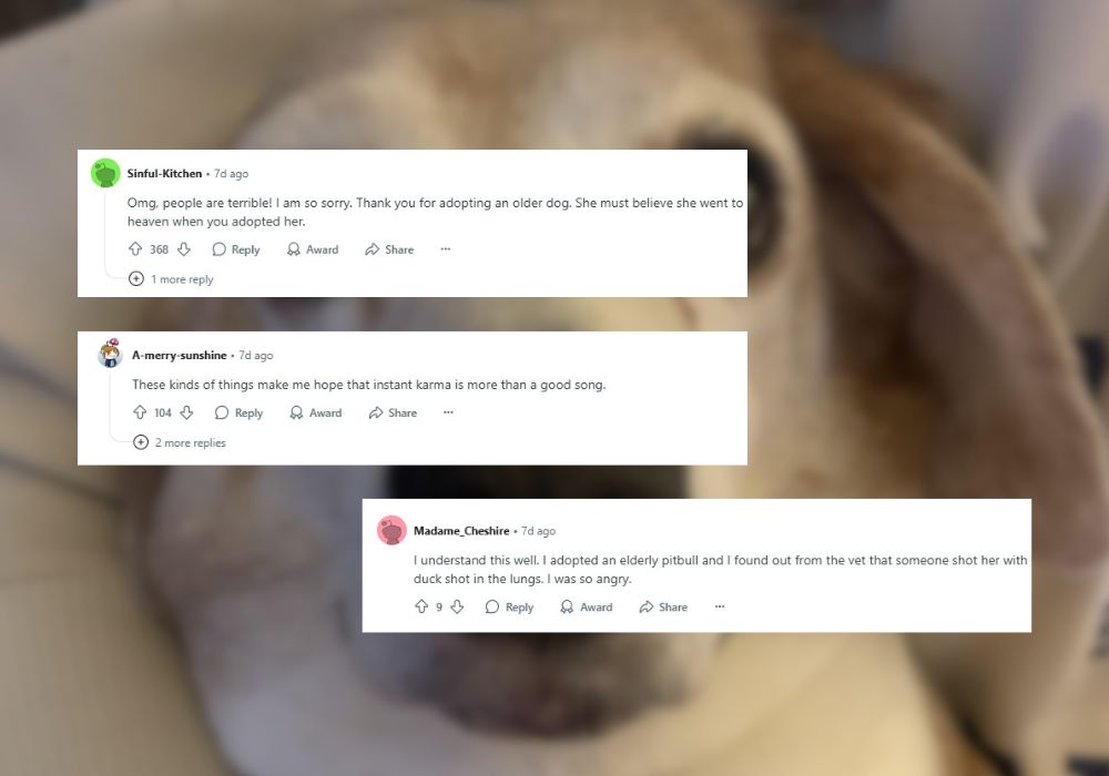 reddit comments