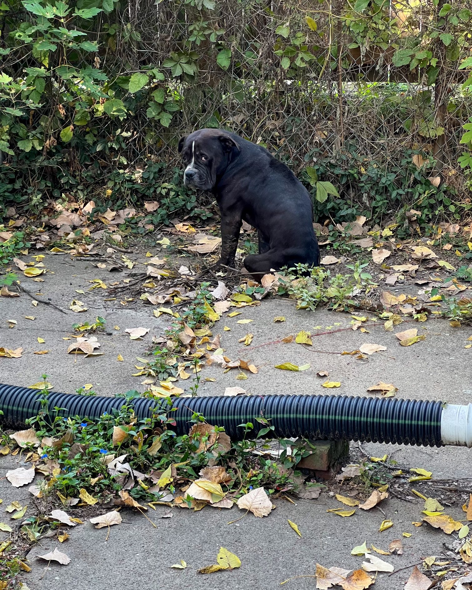 sad black dog