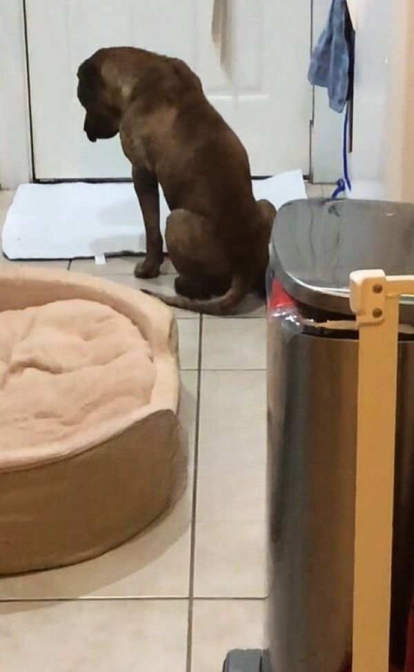 sad brown dog