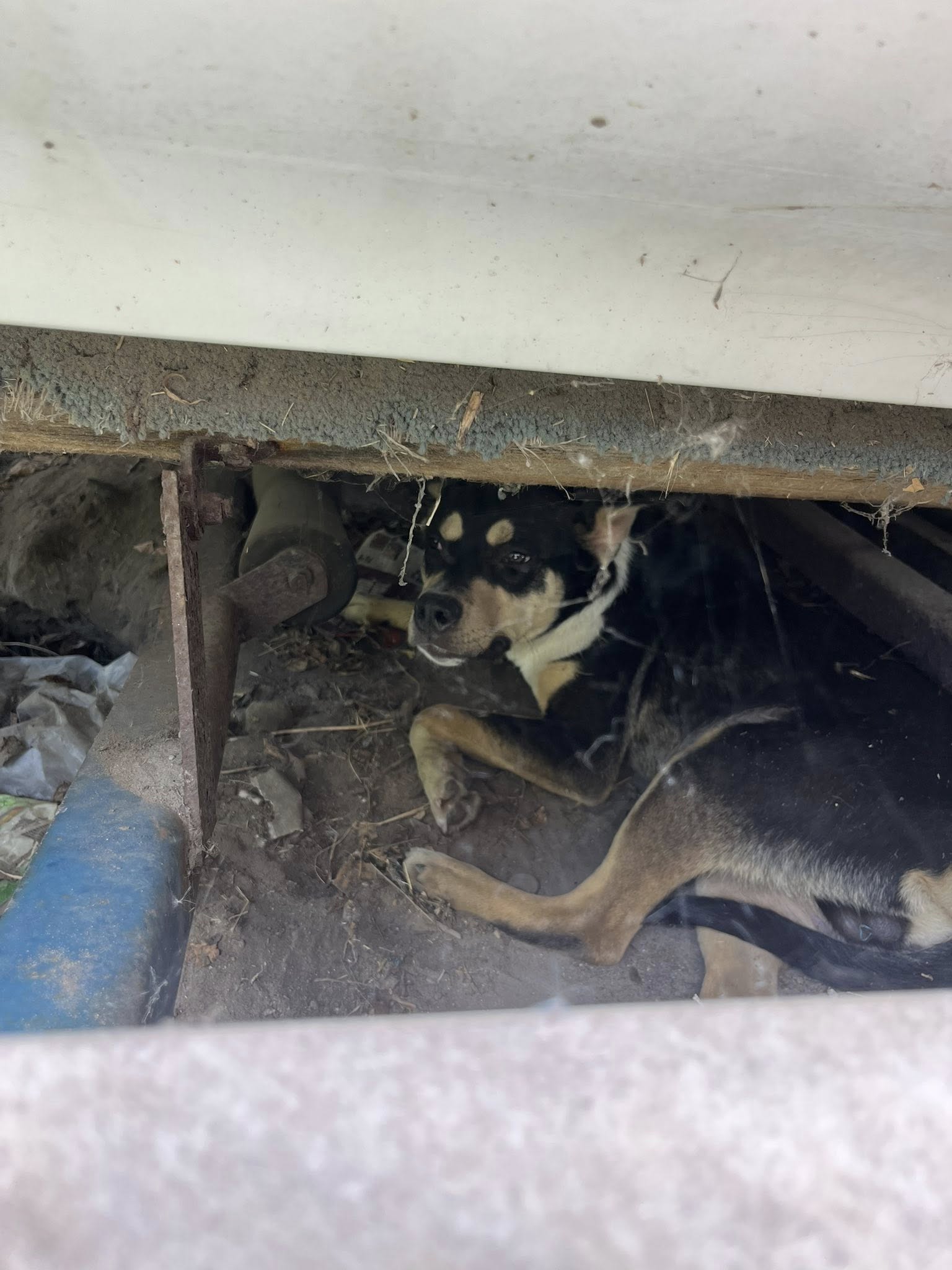 scared black dog hiding