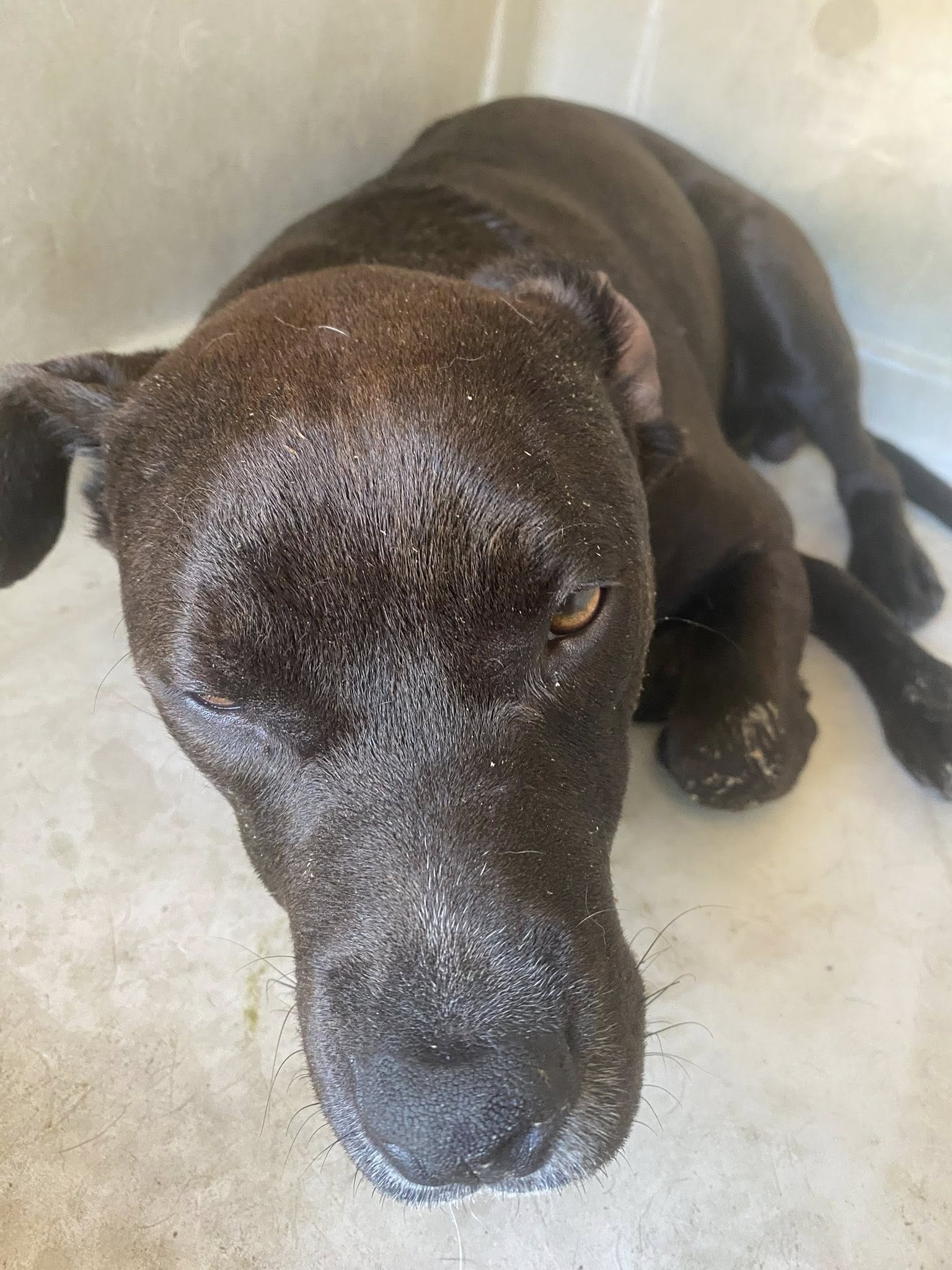 senior black dog
