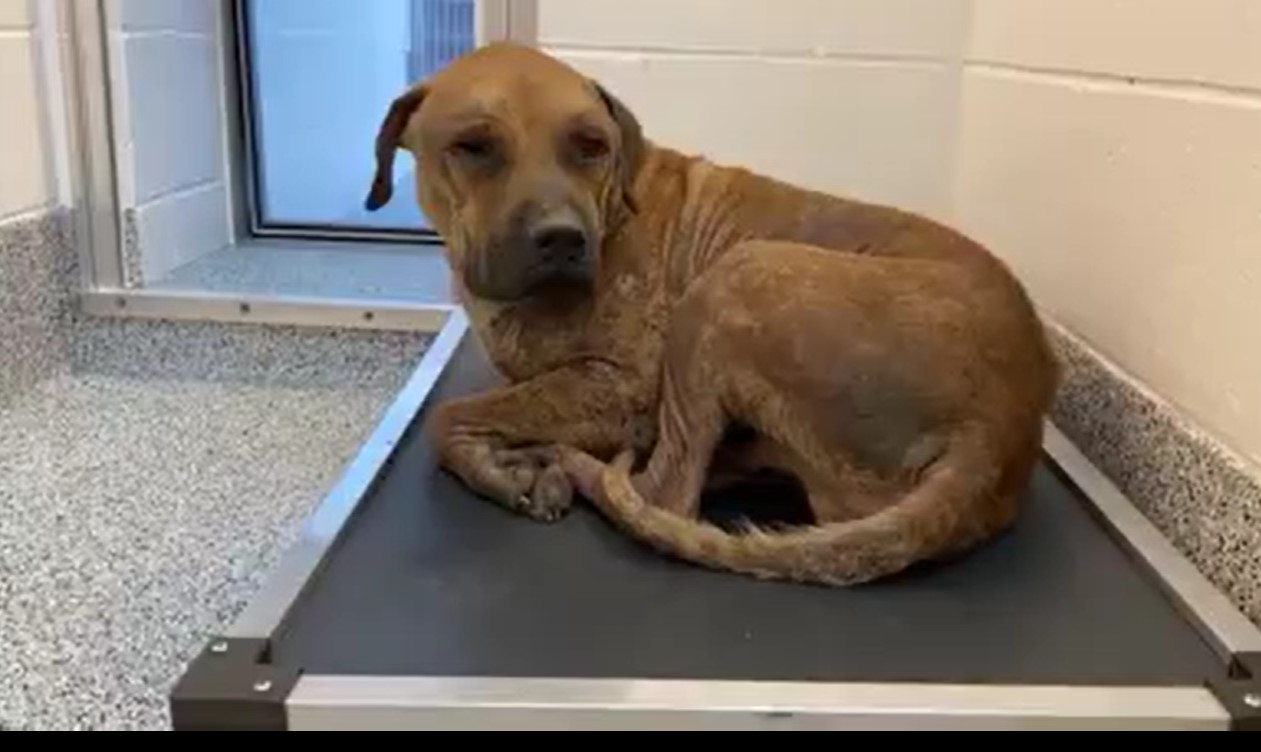 senior brown dog