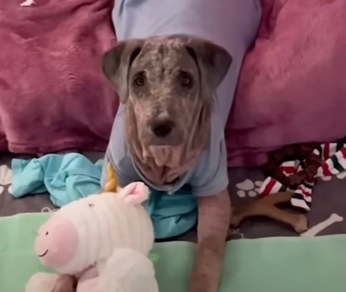 senior dog with clothes