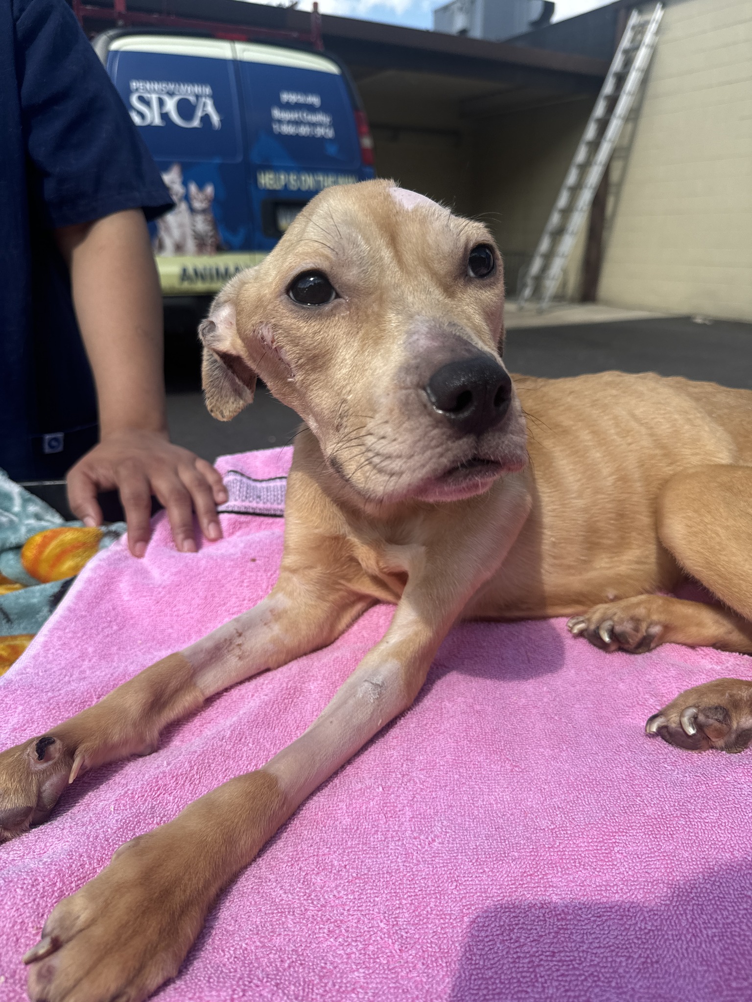 skinny brown dog laying down