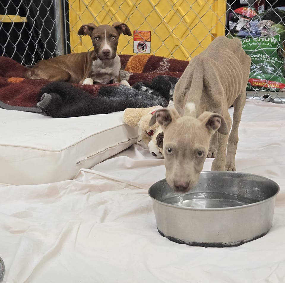 skinny dog drinking a water