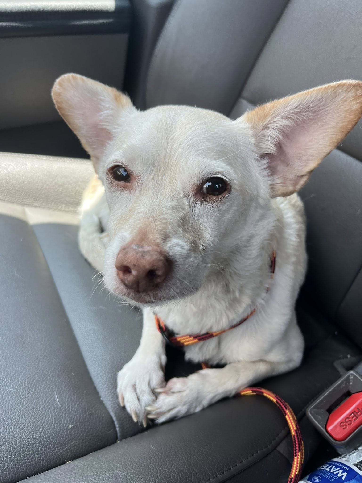 skinny dog in car
