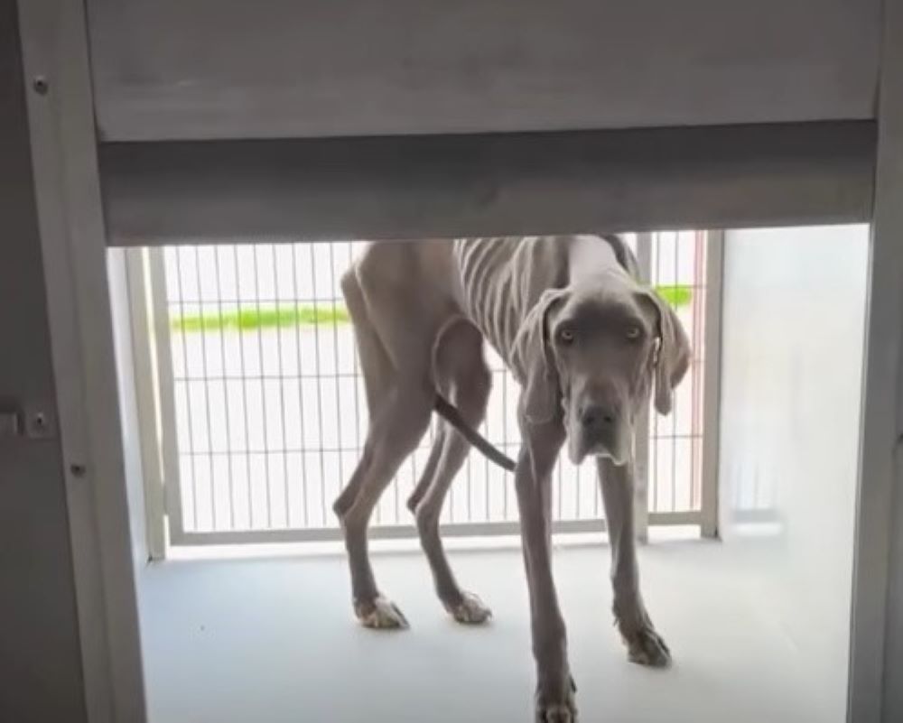 skinny gray dog