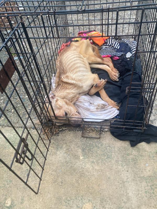 starving dog