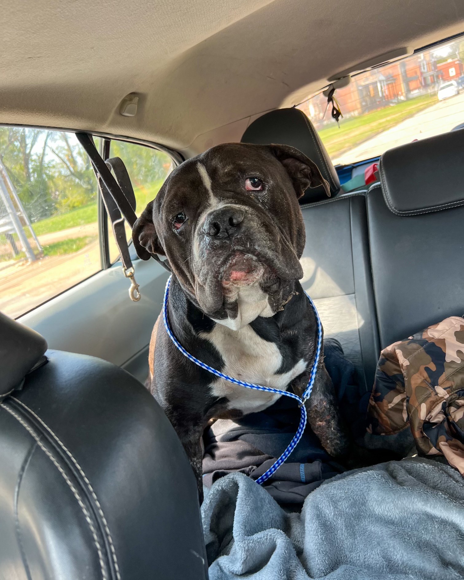 stray black dog in car