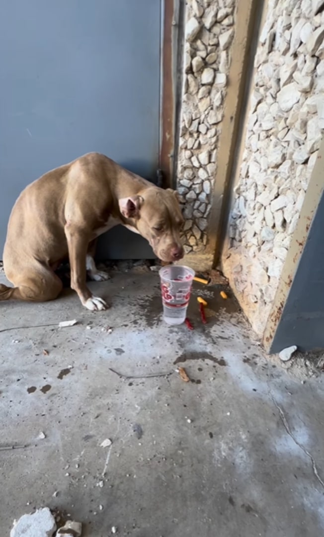 stray dog