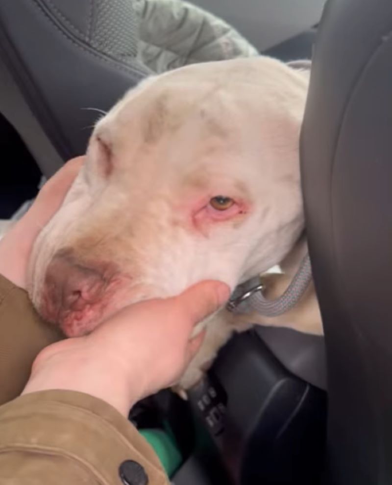 stray white dog in car